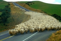 এবার অপরাধী ধরবে ভেড়ার পাল!