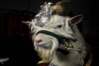    সেনাবাহিনীতে ছাগল নিয়োগ!