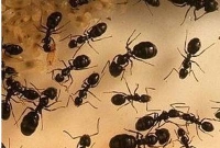  আজব ঘটনা, কিশোরীর কানে ডেঁয়ো পিঁপড়ার রাজত্ব!