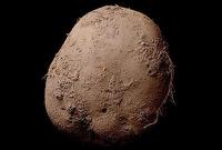 এক আলু বিক্রি হলো প্রায় ১০ কোটি টাকায়!