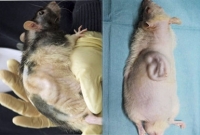 ইঁদুরের শরীরে মানুষের কান!