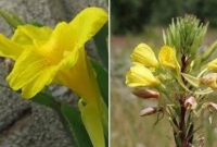 আল্লাহ পাকের কী মহিমা, পাঁচ ওয়াক্ত আজানের ধ্বনিতে ফুল ফোটে!