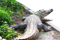 হঠাৎ গ্রামের পুকুরে কুমির, আতঙ্কে গ্রামবাসী