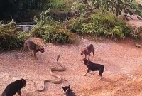  এক বিষধর সাপের সঙ্গে পাঁচ কুকুরের ভয়াবহ লড়াই