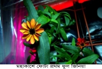 বিরল ঘটনা! ফুল ফুটেছে মহাকাশে