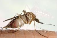 সাবধান! ছড়িয়ে পড়ছে মশাবাহিত জিকা ভাইরাস সাবধান! ছড়িয়ে পড়ছে মশাবাহিত জিকা ভাইরাস