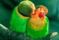 মানুষের মত পাখিরাও প্রেমে পড়ে, করে সুখের সংসারও