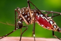 ভয়ানক সে ভাইরাস, ঘুম হারাম বিশ্ব নেতাদের