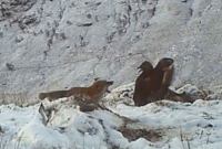 খাবার নিয়ে ঈগল আর শিয়ালের তুমুল লড়াই