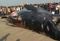 সমুদ্রসৈকতে ৩০ ফুট দীর্ঘ তিমি!