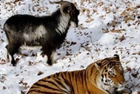 বিচ্ছেদ হয়ে গলে বাঘ-ছাগলের