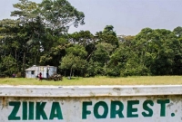 যেখান থেকে শুরু হয় জিকা ভাইরাস