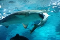 অবাক কাণ্ড, নারী হাঙর খেয়ে ফেলল পুরুষ হাঙরকে!