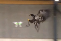 ঈগল পাখি ধ্বংস করলো গোপন ড্রোন ঈগল পাখি ধ্বংস করলো গোপন ড্রোন