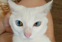 অবাক কাণ্ড, বিড়ালের চোখে বিশ্ব মানচিত্র!