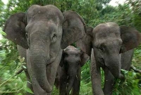 হাতির পাহারা, পালিয়েও বাঁচলেন না পরেশ বড়ুয়া