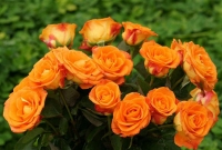 ভালোবাসা দিবসে কোন রঙের গোলাপ দেবেন মনের মানুষকে?