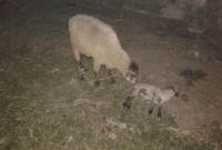 মৃত বাচ্চার পাশে অঝরে কাঁদলো এক ভেড়া