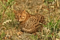 মেছোবাঘের শব্দ শুনলে ভয় পাবেন যেখানে