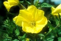 সুবহান আল্লাহ! পাঁচ ওয়াক্ত আজানের ধ্বনিতে যে ফুল ফোটে