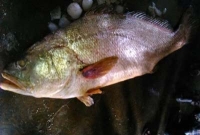 চমকে যাবেন না তো, মাত্র একটি মাছের দাম ৮ লাখ!