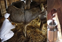 অবিশ্বাস্য, গাধার দুধ প্রতি লিটার ২ হাজার টাকা!