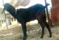 ছাগল চুরির ৪১ বছর পর ধরা পড়লো চোর!