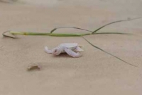 যে প্রাণী অস্ট্রেলিয়া থেকে ডিম পাড়তে বাংলাদেশে আসে!