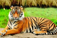 শেরপুরে মেয়রের গলায় হঠাৎ হামলে পড়ল বাঘ, অতঃপর যা ঘটলো