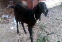 কারাদণ্ডের পর জামিন পেল সেই ছাগলটি