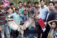 ঈগল নিয়ে টানা-হেঁচড়া, না গিয়ে পারলেন না ইউএনও