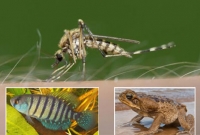 জিকা ভাইরাস ছড়ানো মশা মারবে মাছ ও ব্যাঙ