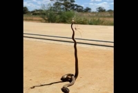 বিষধর সাপের সঙ্গে মাকড়সার লড়াই!