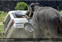 প্রেমে ছ্যাঁকা খেয়ে ১৫টি গাড়ি ভাঙল হাতি