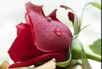 যদি বসন্ত হয়