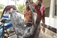 জালে ধরা পড়লো ৮২ কেজির এক আইর মাছ!