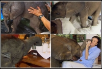 হাতি ঘুমায় নরম বিছানায়, সকালে চা ছাড়া নাস্তা হয় না