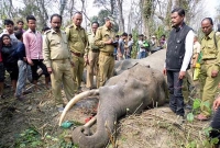 ভয়ঙ্কর মাছির কামড়ে হাতির মৃত্যু