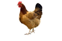  মুরগির বিরুদ্ধে থানায় অভিযোগ!