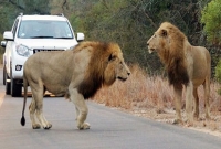 চিড়িয়াখানা থেকে পালিয়ে শহরে ঢুকেছে ৪টি সিংহ, নগরজুড়ে আতঙ্ক