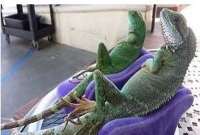  গিরগিটির জন্য বিলাসী সোফা!