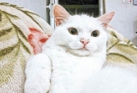 এক শরণার্থী বিড়াল অতঃপর ফিরে পেল পরিবার