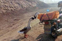 মরণের আগে শেষ চুম্বন, সখি গো বাঁধন ছিঁড়ে যেও না!