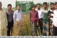 নাসিরনগরে বিনা সরিষা-৪ এর শস্য কর্তন অনুষ্ঠান