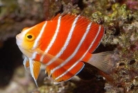 একটি মাছের দাম ২৪ লাখ!