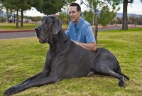 সাংঘাতিক! ঘোড়ার থেকেও বড় কুকুর