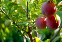 কন্যাসন্তান জন্মালেই লাগাতে হবে ১১১টি গাছ!