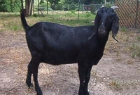 বিয়ে না দিলে পাবে ছাগল