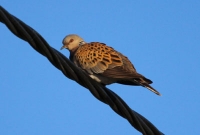 জানেন কি, বিদ্যুতের তারে বসলে পাখি কেন মরে না?