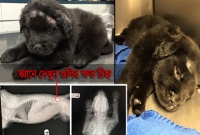 ১৮টি বুলেট হজম করে জীবনযুদ্ধে জয়ী ছোট্ট ব্রডি!